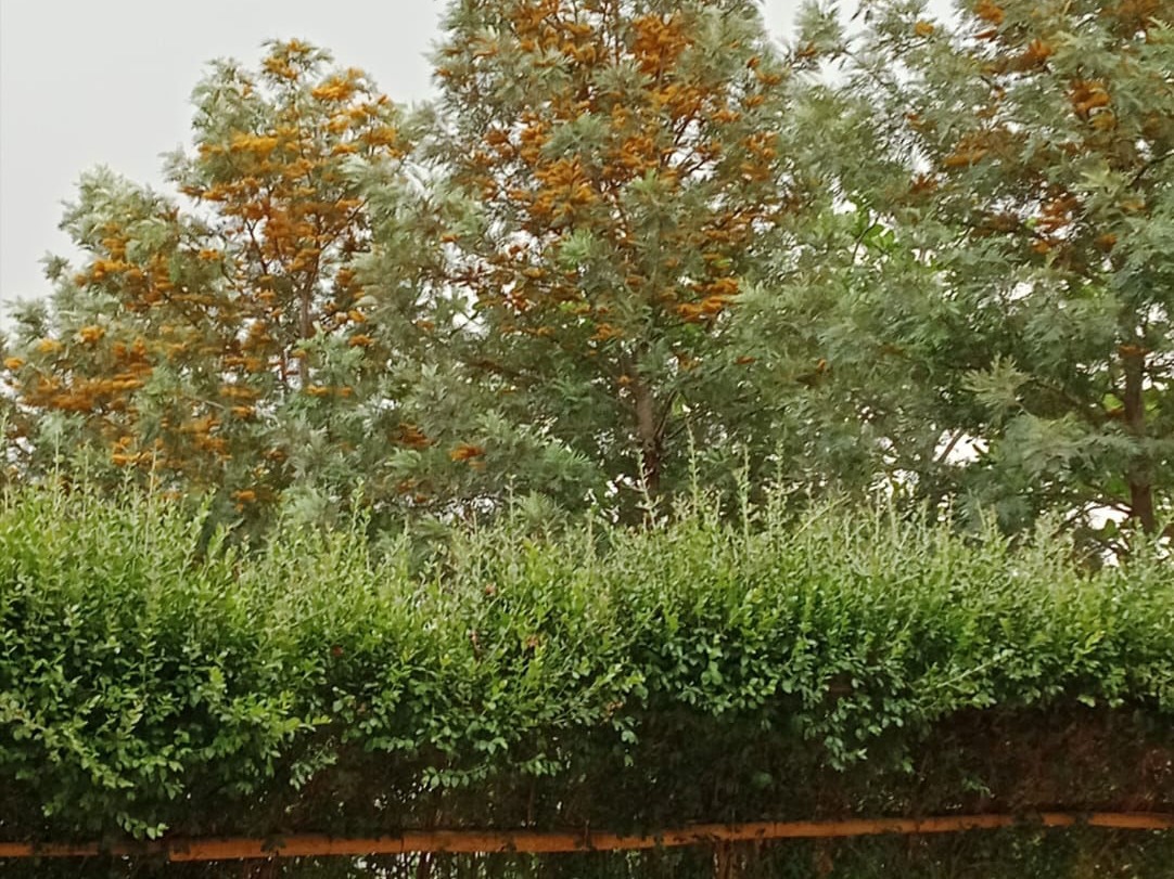 Panchwati Plants in Rajasthan
