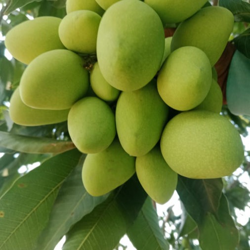 Participate in Traditional Farming in Rajsthan