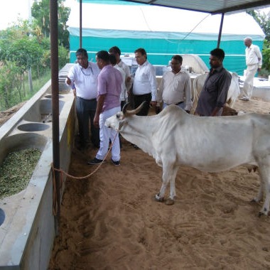 Organic Milk Production in Rajasthan