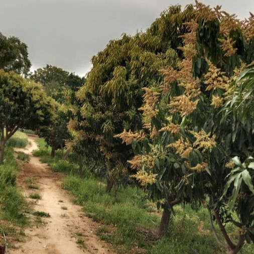 Rajasthan Village Tour