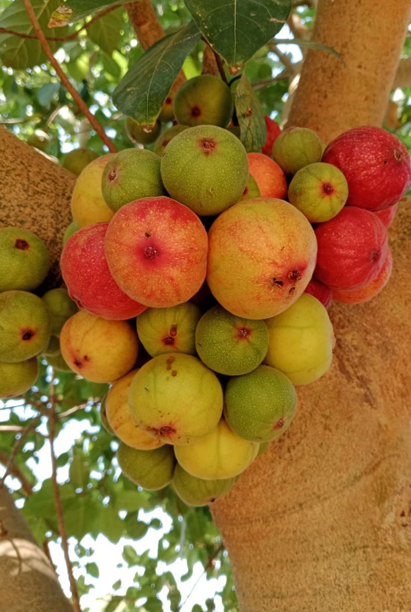 Biodiversity and seed conversation in Rajasthan