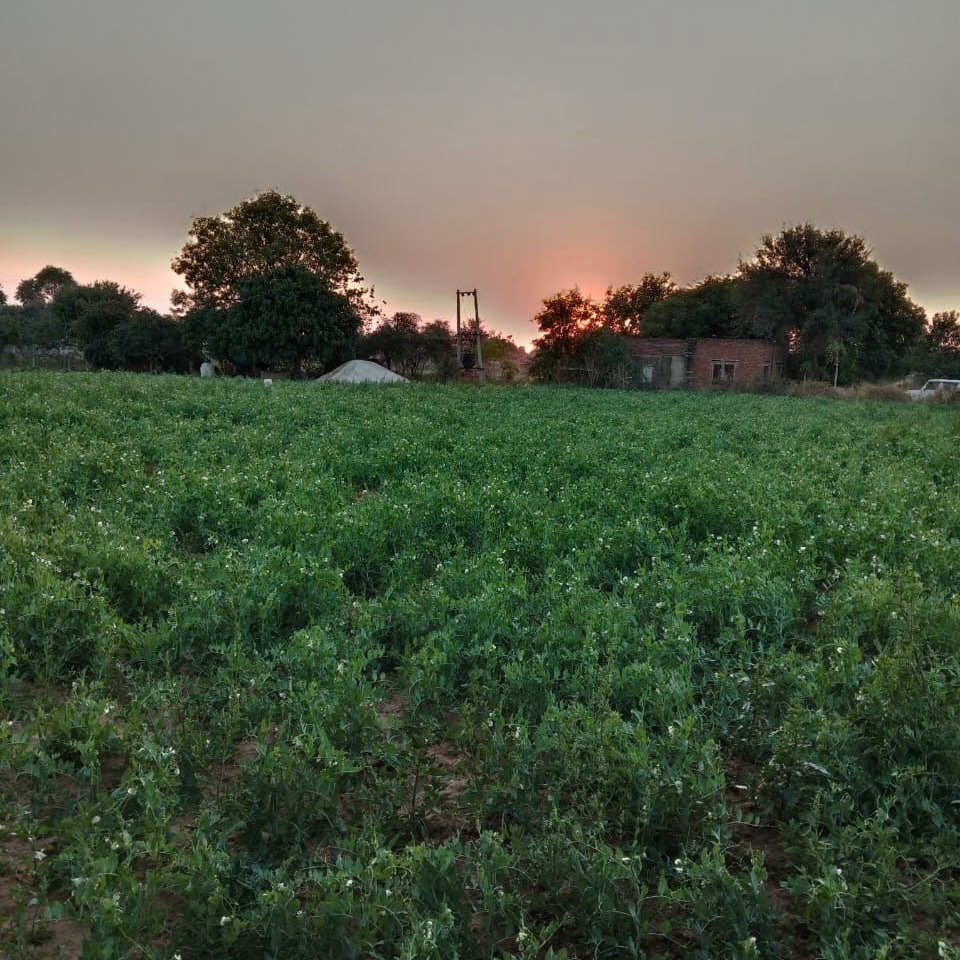 Agro Tourism in Rajasthan