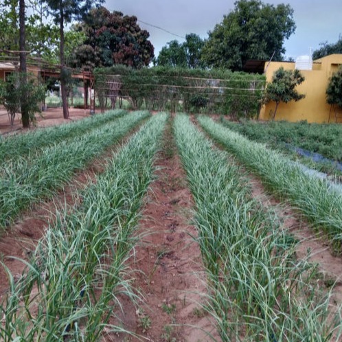 Traditional Food Production